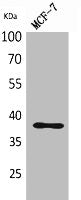 Western Blot analysis of MCF-7 cells using TPO Polyclonal Antibody.