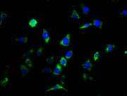 Immunofluorescence staining of SH-SY5Y cells with CSB-PA005684EA01HU at 1:133, counter-stained with DAPI. The cells were fixed in 4% formaldehyde, permeabilized using 0.2% Triton X-100 and blocked in 10% normal Goat Serum. The cells were then incu...