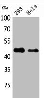 Western Blot analysis of 293, HeLa cells using IDH1 Polyclonal Antibody.