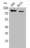 Western Blot analysis of 293, HeLa cells using DRA Polyclonal Antibody.