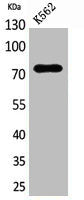 Western Blot analysis of K562 cells using BMAL1 Polyclonal Antibody.