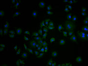 Immunofluorescence staining of A549 cells with CSB-PA005725LA01HU at 1:100, counter-stained with DAPI. The cells were fixed in 4% formaldehyde and blocked in 10% normal Goat Serum. The cells were then incubated with the antibody overnight at 4°C....