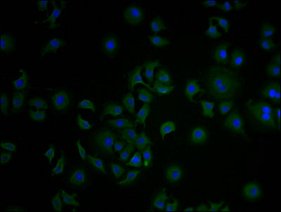 Immunofluorescence staining of A549 cells with CSB-PA005725LA01HU at 1:100, counter-stained with DAPI. The cells were fixed in 4% formaldehyde and blocked in 10% normal Goat Serum. The cells were then incubated with the antibody overnight at 4°C....