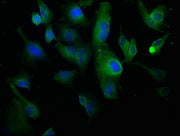Immunofluorescence staining of U251 cells with CSB-PA005727OA01HU at 1:100, counter-stained with DAPI. The cells were fixed in 4% formaldehyde, permeabilized using 0.2% Triton X-100 and blocked in 10% normal Goat Serum. The cells were then incubat...