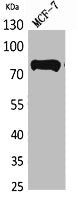 Western Blot analysis of MCF7 cells using c-Myb Polyclonal Antibody.