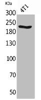 Western Blot analysis of 4T1 cells using MYH-pan Polyclonal Antibody.