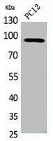 Western Blot analysis of PC12 cells using PCAF Polyclonal Antibody.