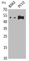 Western Blot analysis of K562, PC12 cells using Tubulin α Polyclonal Antibody.