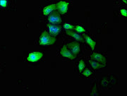 Immunofluorescence staining of Hela cells with CSB-PA005751NA01HU at 1:180, counter-stained with DAPI. The cells were fixed in 4% formaldehyde, permeabilized using 0.2% Triton X-100 and blocked in 10% normal Goat Serum. The cells were then incubat...