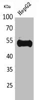 Western Blot analysis of HepG2 cells using Ub Polyclonal Antibody.