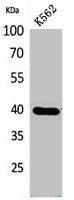 Western Blot analysis of K562 cells using GPR87/95 Polyclonal Antibody.