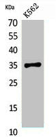 Western Blot analysis of K562 cells using Syntaxin 1 Polyclonal Antibody.