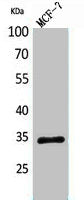 Western Blot analysis of MCF7 cells using MAPK Organizer 1 Polyclonal Antibody.