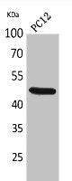 Western Blot analysis of PC12 cells using FOXP3 Polyclonal Antibody.