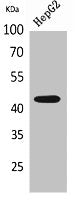 Western Blot analysis of HepG2 cells using EP1 Polyclonal Antibody.
