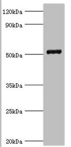 Western blot All lanes: COP9 signalosome complex subunit 2 antibody at 6ug/ml + Mouse skeletal muscle tissue Secondary Goat polyclonal to rabbit IgG at 1/10000 dilution Predicted band size: 52, 53 kDa Observed band size: 52 kDa