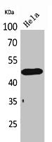 Western Blot analysis of HeLa cells using D3DR Polyclonal Antibody.