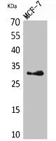 Western Blot analysis of MCF7 cells using KLK1 Polyclonal Antibody.