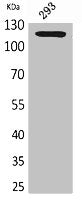 Western Blot analysis of 293 cells using SERCA2 Polyclonal Antibody.