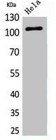 Western Blot analysis of HeLa cells using MCM6 Polyclonal Antibody .