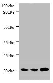 Western blot All lanes: COX4I1 antibody at 5µg/ml Lane 1: MCF-7 whole cell lysate Lane 2: A549 whole cell lysate Lane 3: HepG2 whole cell lysate Secondary Goat polyclonal to rabbit IgG at 1/10000 dilution Predicted band size: 20 kDa Observed band...
