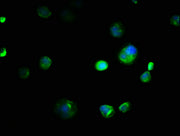 Immunofluorescence staining of MCF-7 cells with CSB-PA005835LA01HU at 1:133, counter-stained with DAPI. The cells were fixed in 4% formaldehyde, permeabilized using 0.2% Triton X-100 and blocked in 10% normal Goat Serum. The cells were then incuba...