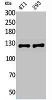 Western Blot analysis of 4T1, 293 cells using Integrin αD Polyclonal Antibody.