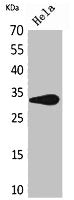 Western Blot analysis of HeLa cells using CD85f Polyclonal Antibody.