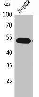 Western Blot analysis of HepG2 cells using LIR-7 Polyclonal Antibody.