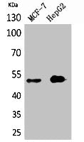 Western Blot analysis of MCF7, HepG2 cells using LIR-6 Polyclonal Antibody.
