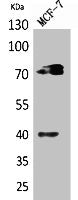 Western Blot analysis of MCF7 cells using CD110 Polyclonal Antibody.