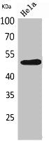 Western Blot analysis of HeLa cells using EMMPRIN Polyclonal Antibody.