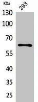 Western Blot analysis of 293 cells using IL-18R Polyclonal Antibody.