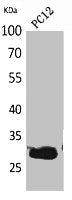 Western Blot analysis of PC12 cells using CD200 Polyclonal Antibody.