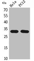 Western Blot analysis of HeLa, PC12 cells using CD300f Polyclonal Antibody.