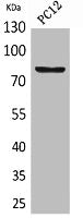 Western Blot analysis of PC12 cells using CD239 Polyclonal Antibody.