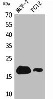 Western Blot analysis of MCF7, PC12 cells using CD225 Polyclonal Antibody.