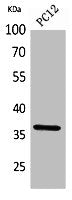 Western Blot analysis of PC12 cells using JAM-A Polyclonal Antibody.