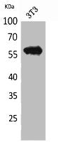 Western Blot analysis of NIH-3T3 cells using CD223 Polyclonal Antibody.