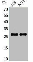 Western Blot analysis of NIH-3T3, PC12 cells using DcR1 Polyclonal Antibody.