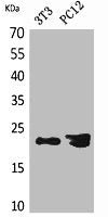 Western Blot analysis of NIH-3T3, PC12 cells using HRP-3 Polyclonal Antibody.