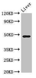 Western Blot Positive WB detected in: Mouse liver tissue All lanes: CPB2 antibody at 3.4ug/ml Secondary Goat polyclonal to rabbit IgG at 1/50000 dilution Predicted band size: 49, 41 kDa Observed band size: 49 kDa