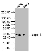 Western Blot Positive WB detected in: recombinant protein All lanes:cpb-3 Antibody at 1:1000 Secondary Goat polyclonal to rabbit IgG at 1/20000 dilution Predicted band size: 28.5 kDa Observed band size: 30 kDa