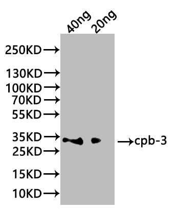 Western Blot Positive WB detected in: recombinant protein All lanes:cpb-3 Antibody at 1:1000 Secondary Goat polyclonal to rabbit IgG at 1/20000 dilution Predicted band size: 28.5 kDa Observed band size: 30 kDa