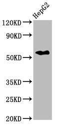 Western Blot Positive WB detected in: HepG2 whole cell lysate All lanes: CPNE3 antibody at 2.6µg/ml Secondary Goat polyclonal to rabbit IgG at 1/50000 dilution Predicted band size: 61 kDa Observed band size: 61 kDa