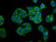 Immunofluorescence staining of HepG2 cells with CSB-PA005909LA01HU at 1:100, counter-stained with DAPI. The cells were fixed in 4% formaldehyde, permeabilized using 0.2% Triton X-100 and blocked in 10% normal Goat Serum. The cells were then incuba...