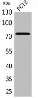 Western Blot analysis of PC12 cells using SAMHD1 Polyclonal Antibody.