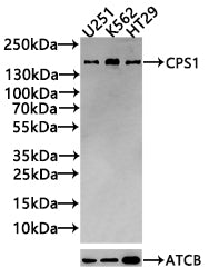 Western Blot Positive WB detected in: U251 whole cell lysate(30µg), K562 whole cell lysate(30µg), HT29 whole cell lysate(30µg) All lanes: CPS1 antibody at 1:1000 Secondary Goat polyclonal to rabbit IgG at 1/20000 dilution Predicted band size: 165,...