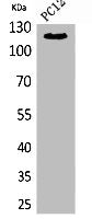 Western Blot analysis of PC12 cells using UBA1 Polyclonal Antibody.
