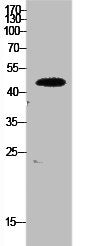 Western Blot analysis of HepG2 cells using EF-1 α1/2 Polyclonal Antibody